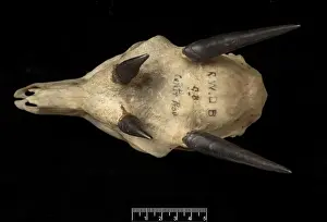 Tetracerus quadricornis, four-horned antelope skull