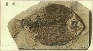 Quarry Prints: Tetragonolepis angulifer Agassiz