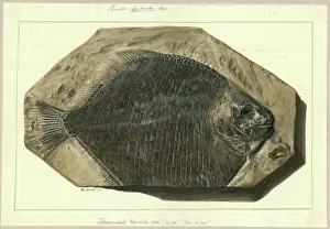 Dinkel Prints: Tetragonolepis Magneville Agassiz