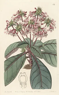Miss Drake Prints: Tetranema roseum