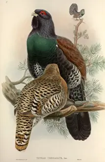 Tetrao urogallus, western capercaillie