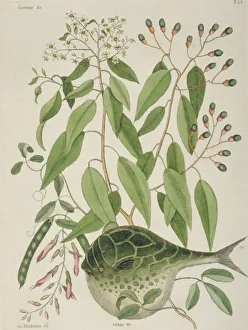 Etching Gallery: Tetraodon lineatus, globe fish
