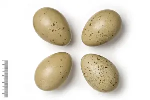 Four Prints: Tetraogallus caspius, caspian snowcock