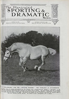 Spotted Collection: The Tetrarch, a Racehorse