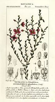 Stipple Gallery: Tetratheca glandulosa