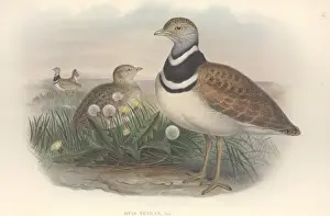 Dandelion Prints: Tetrax tetrax, little bustard
