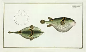 Tetrodon ocellatus (Takifugu ocellatus)
