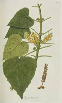 Lamiales Gallery: Teucrium abutiloides