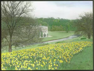 Daffodils Gallery: Tewin Water House and Tewin Water, Hertfordshire