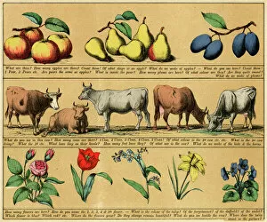 Tulip Gallery: TEXTBOOK / 1880 / PLATE 3