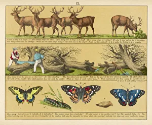 Deer Collection: TEXTBOOK / 1880 / PLATE 9