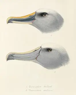 Jonathan Prints: Thalassarche bulleri, Bullers albatross, T. salvini, Salvin