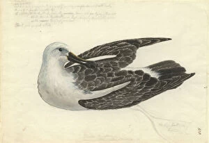 Sauropsida Gallery: Thalassarche chlororhynchos, yellow-nosed albatross