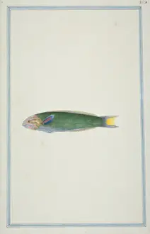 1722 C1781 Prints: Thalassoma lunare, moon wrasse