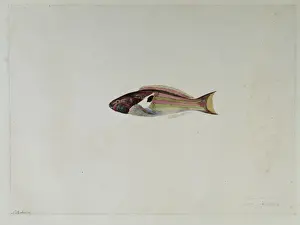 Thalassoma quinquevittata, fivestripe wrasse