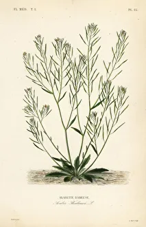 Cress Collection: Thale cress or arabidopsis, Arabidopsis thaliana