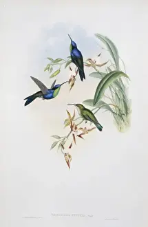 Apodiformes Prints: Thalurania columbica venusta, purple-crowned woodnymph