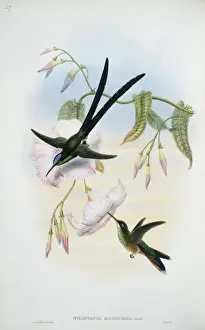 Apodiformes Prints: Thalurania furcata refulgens, fork-tailed woodnymph