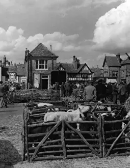 Thame Cattle Market