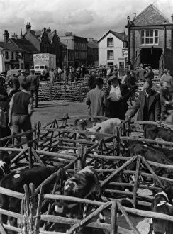 Images Dated 19th September 2011: Thame Cattle Market