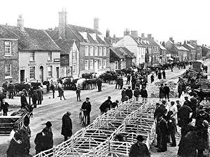 Buckinghamshire Collection: Thame Cattle Market early 1900s