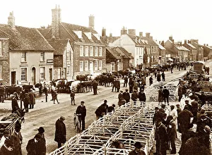 Thame cattle market, early 1900s