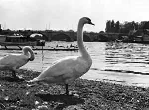 Kingston Prints: Thames Swans