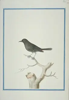 Thamnolaea cinnamomeiventris, mocking cliffchat