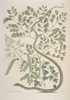 Serpentes Gallery: Thamnophis sauritus, spotted ribbonsnake