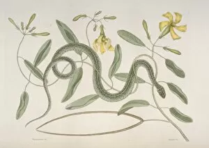 Mark Catesby Collection: Thamnophis sp. garter snake
