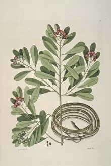 Mark Catesby Collection: Thamnophis sp. ribbon-snake