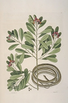 Mark Catesby Collection: Thamnophis sp. ribbon-snake
