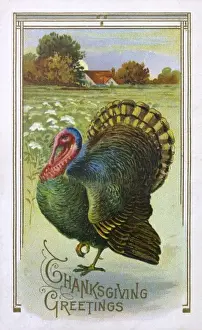 Thanksgiving Turkey