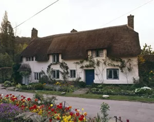 Mauve Gallery: Thatched cottage at Dunster, Somerset