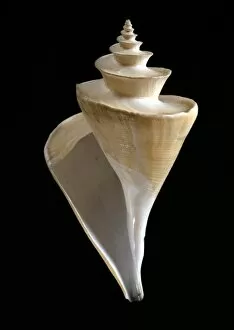 Mollusk Collection: Thatcheria mirabilis, Japanese wonder shell