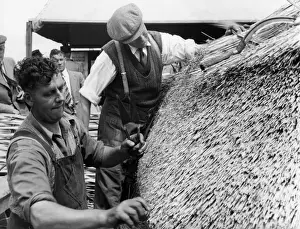 Thatching Prints: Thatching a Roof / 1950S