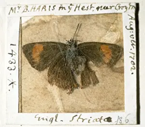 Lycaenid Prints: Thecla betulae, brown hairstreak butterfly