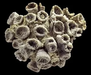 Anthozoa Gallery: Thecosmilia trichotoma, a fossil coral