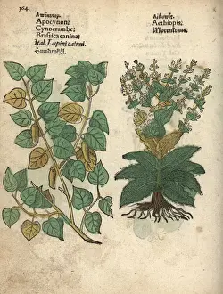 Adam Prints: Theligonum cynocrambe, and Mediterranean sage
