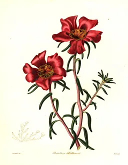 Nevitt Collection: Thellusons portulaca, Portulaca thellusonii