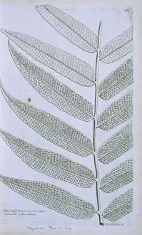 Polypodiophyta Prints: Thelypteris reticulata, latticevein fern