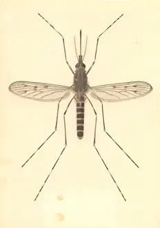 Diptera Prints: Theobaldia annulata, mosquito