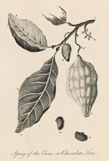 Theobroma Cacao