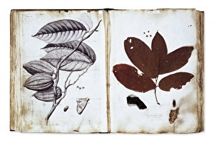 Malvales Collection: Theobroma cacao