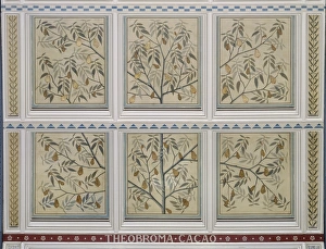 Malvales Collection: Theobroma cacao, cacao