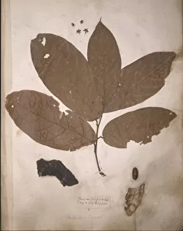 Malvales Collection: Theobroma cacao, cacao tree