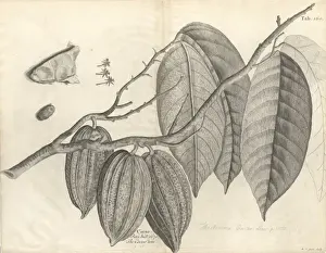 Theobroma cacao, cocoa