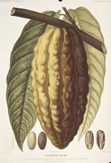 Malvales Collection: Theobroma cacao, cocoa