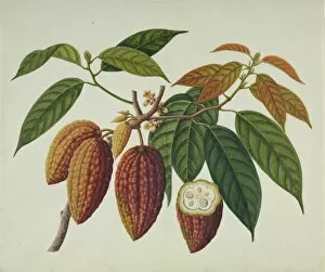 Malvales Collection: Theobroma cacao, cocoa plant
