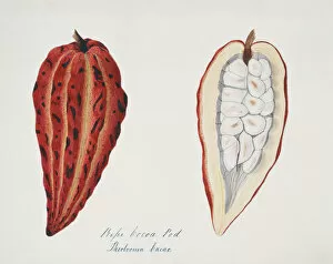 1829 1928 Collection: Theobroma cacao, cocoa pod